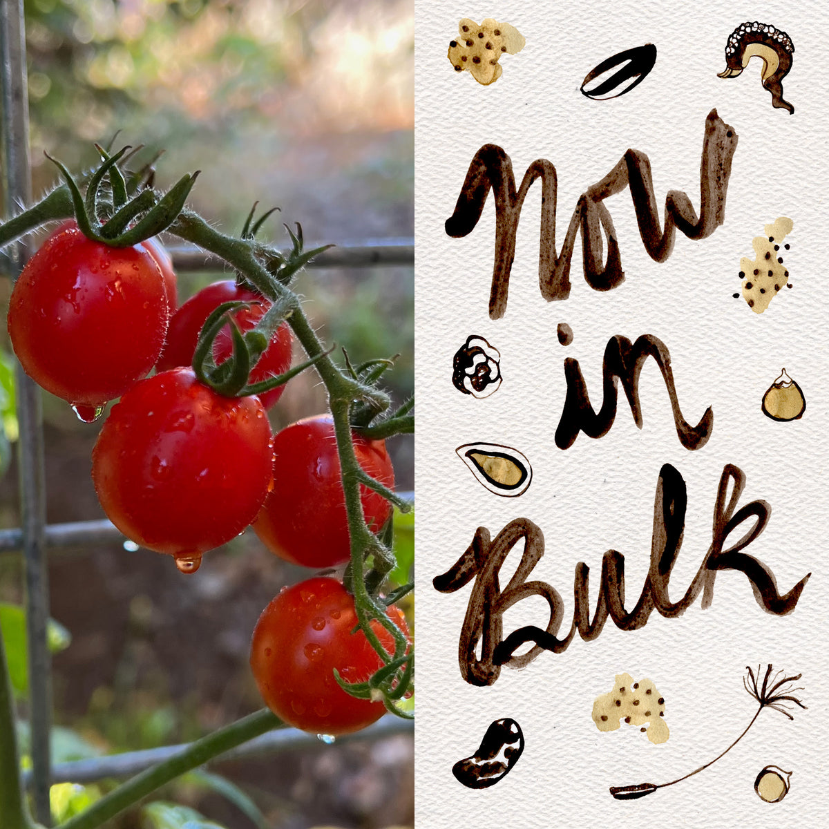 Be My Baby Cherry Tomato