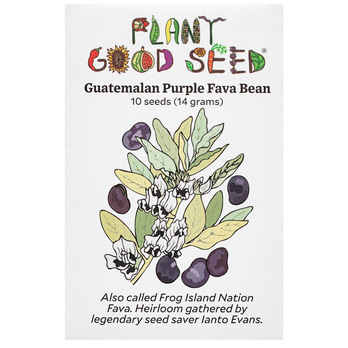 Guatemalan Purple Fava Bean