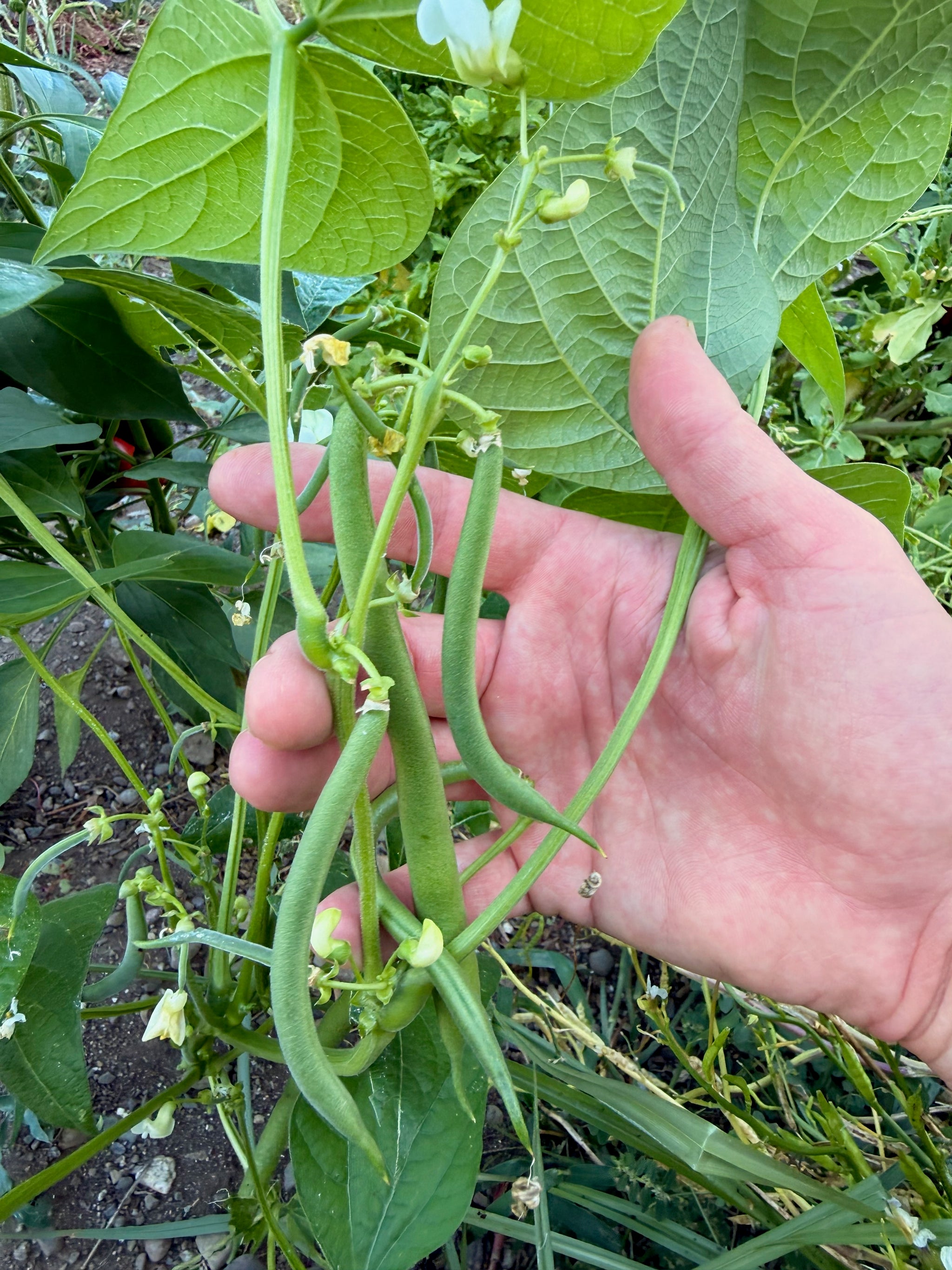 jade green beans plant Jade Snap Bean