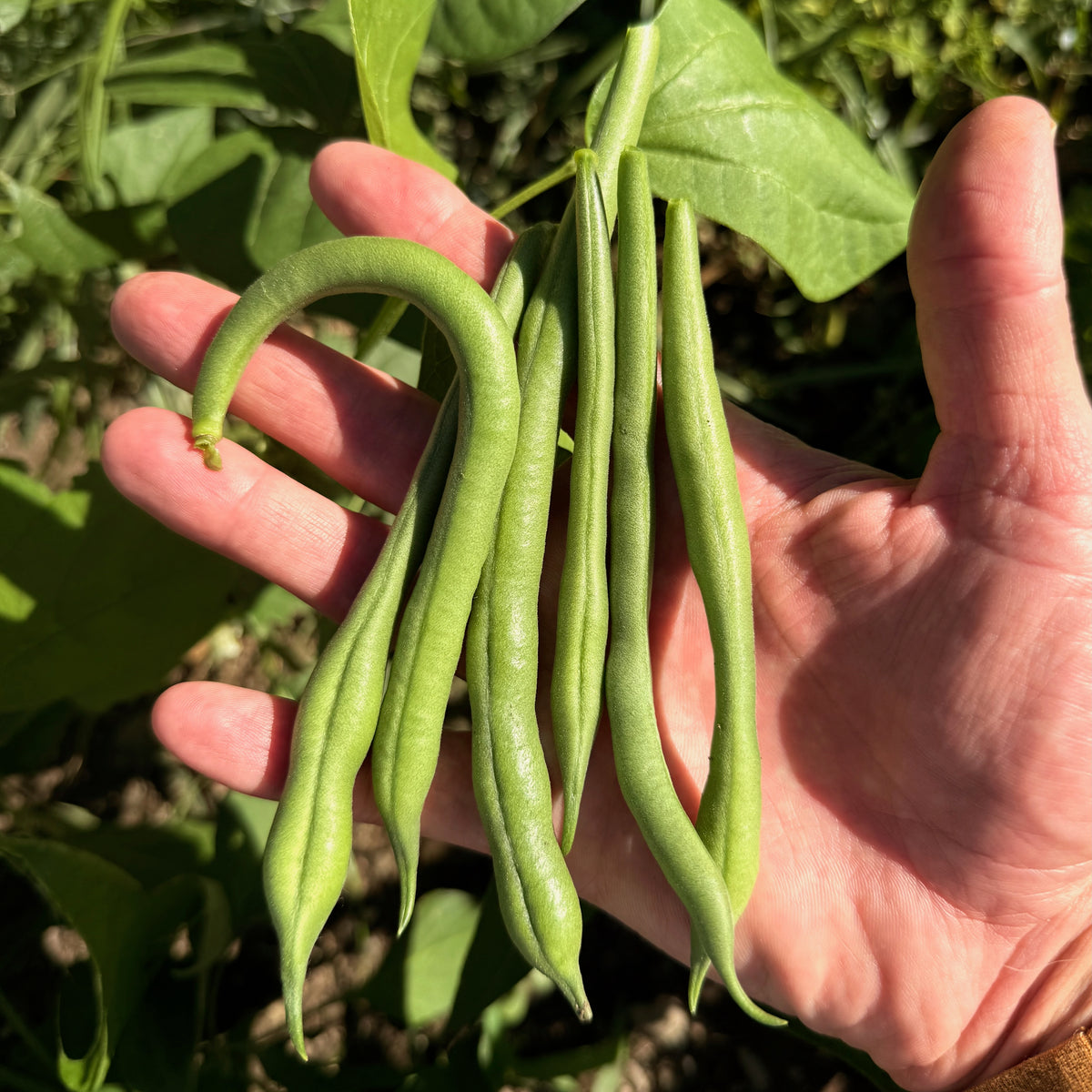 Jade Snap Bean