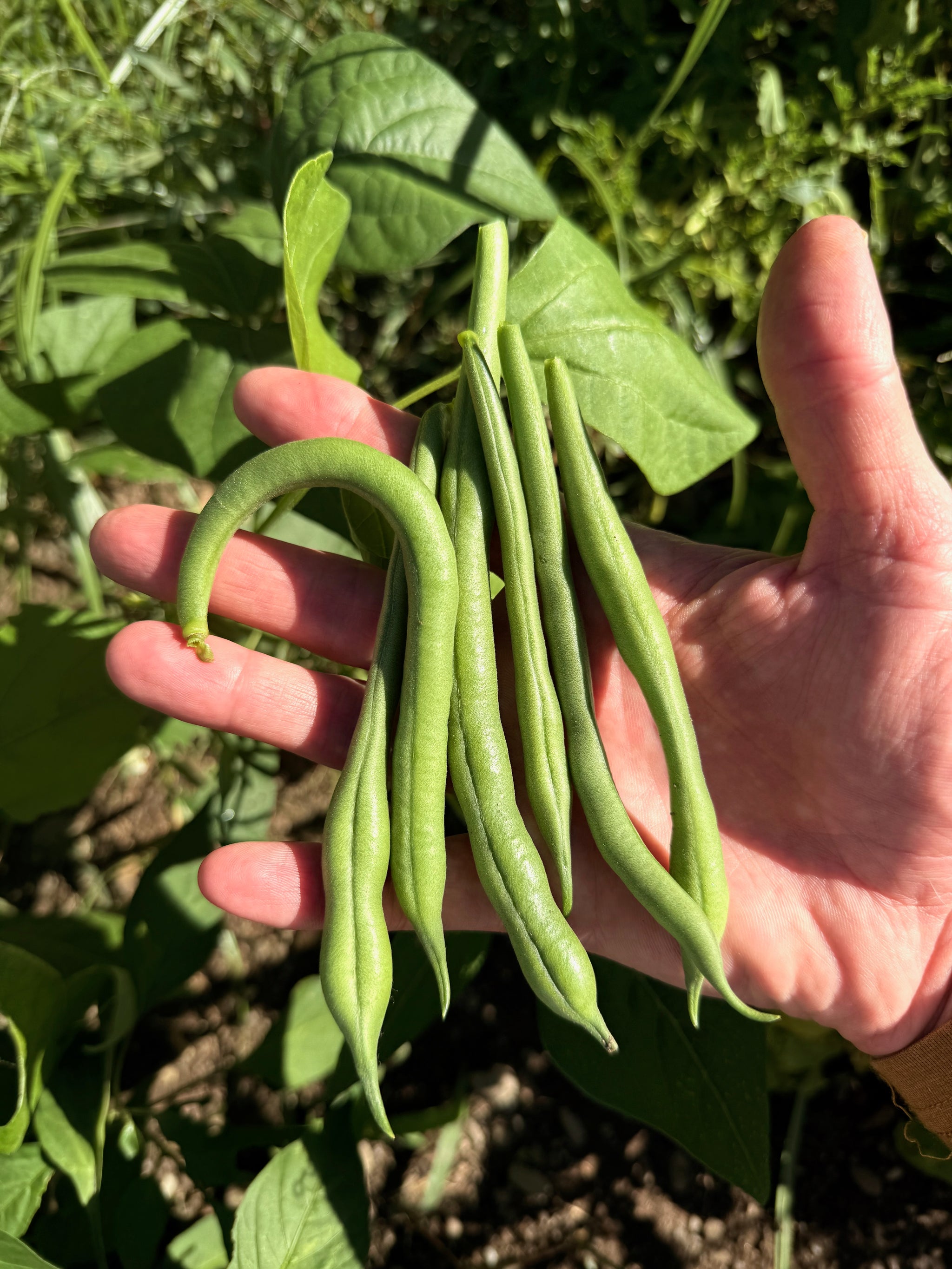 planting jade bush beans Jade Snap Bean BULK: 100 seeds (1 ounce), OG