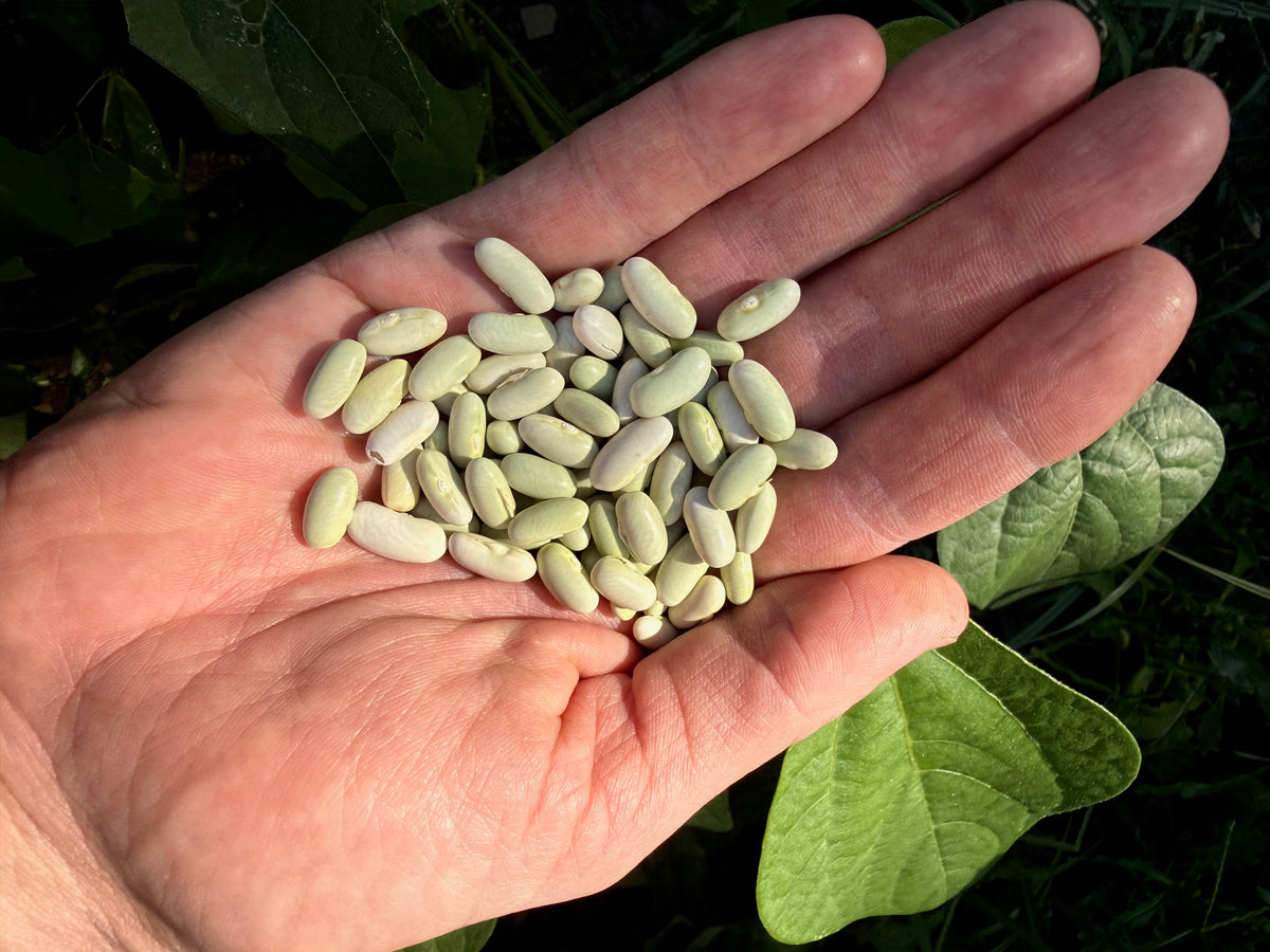 Jade Snap Bean