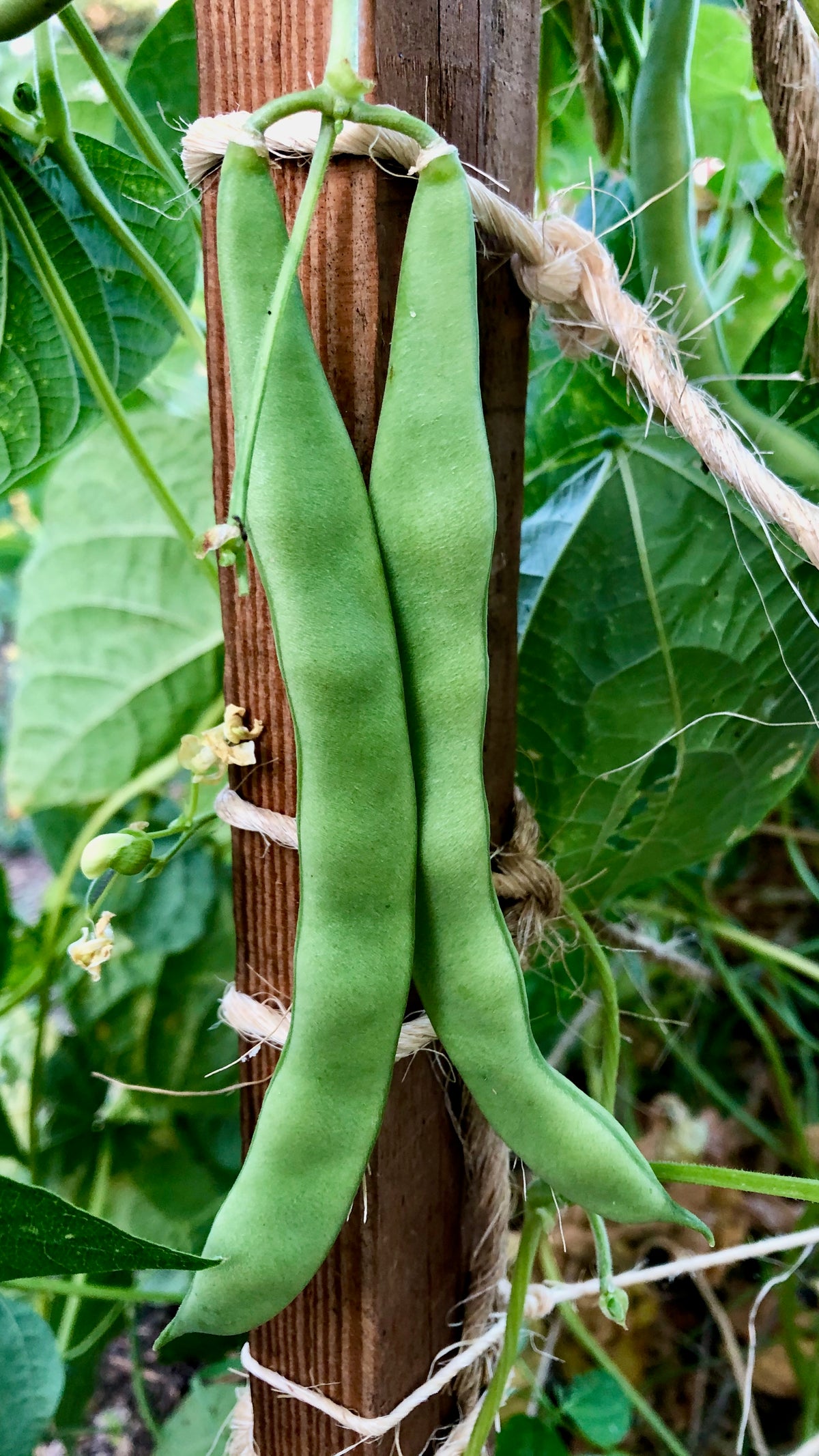 New Mexican Appaloosa Pole Bean