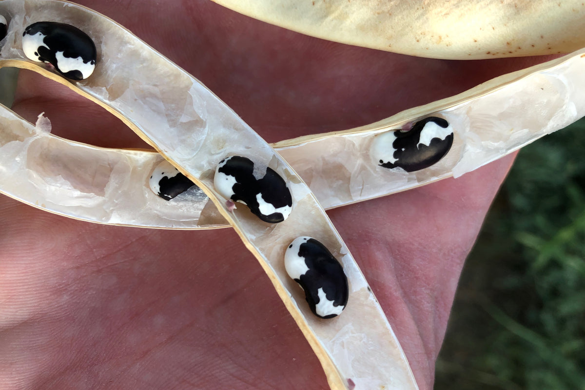 New Mexican Appaloosa Pole Bean