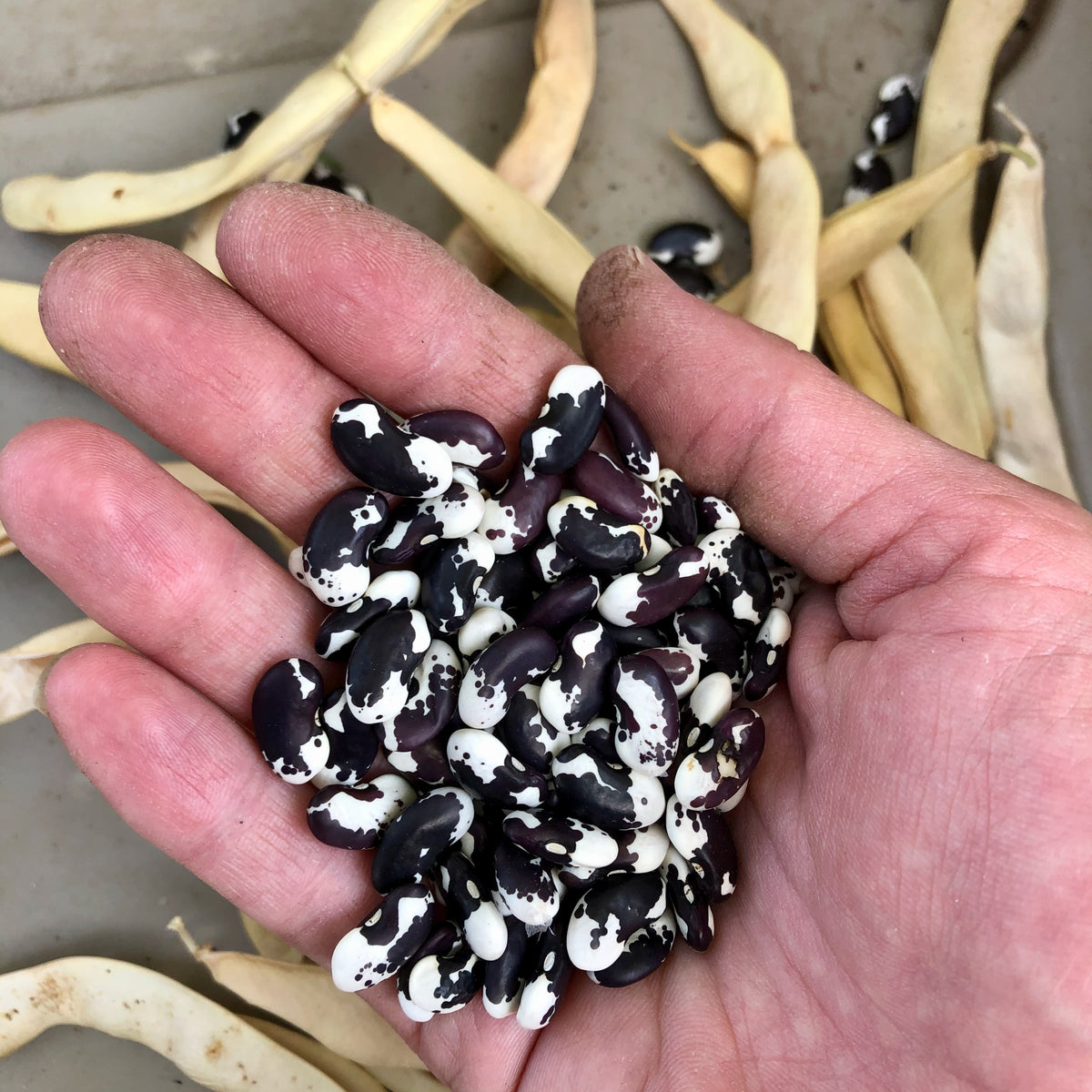 New Mexican Appaloosa Pole Bean