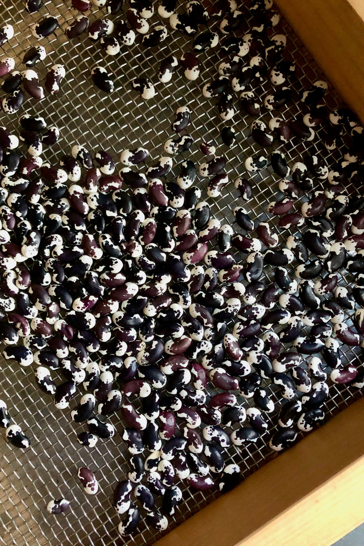 New Mexican Appaloosa Pole Bean