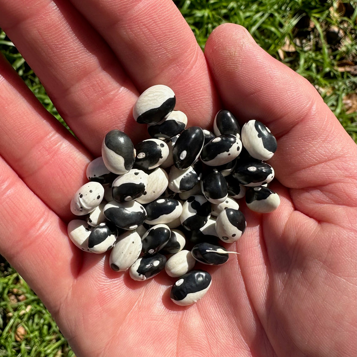 Calypso / Wolverine Bean