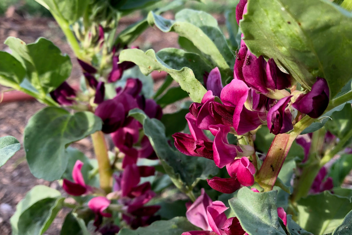 Crimson Flowered Fava