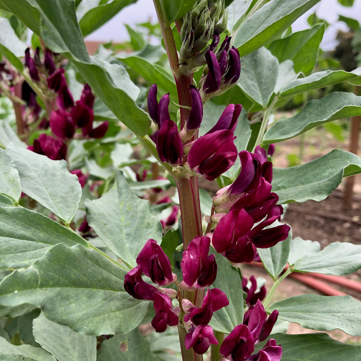 Crimson Flowered Fava