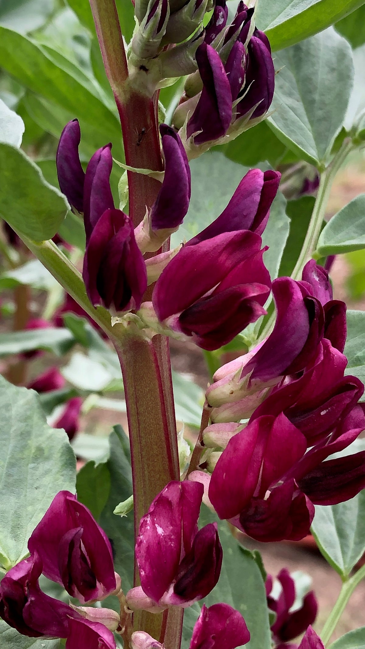 Crimson Flowered Fava