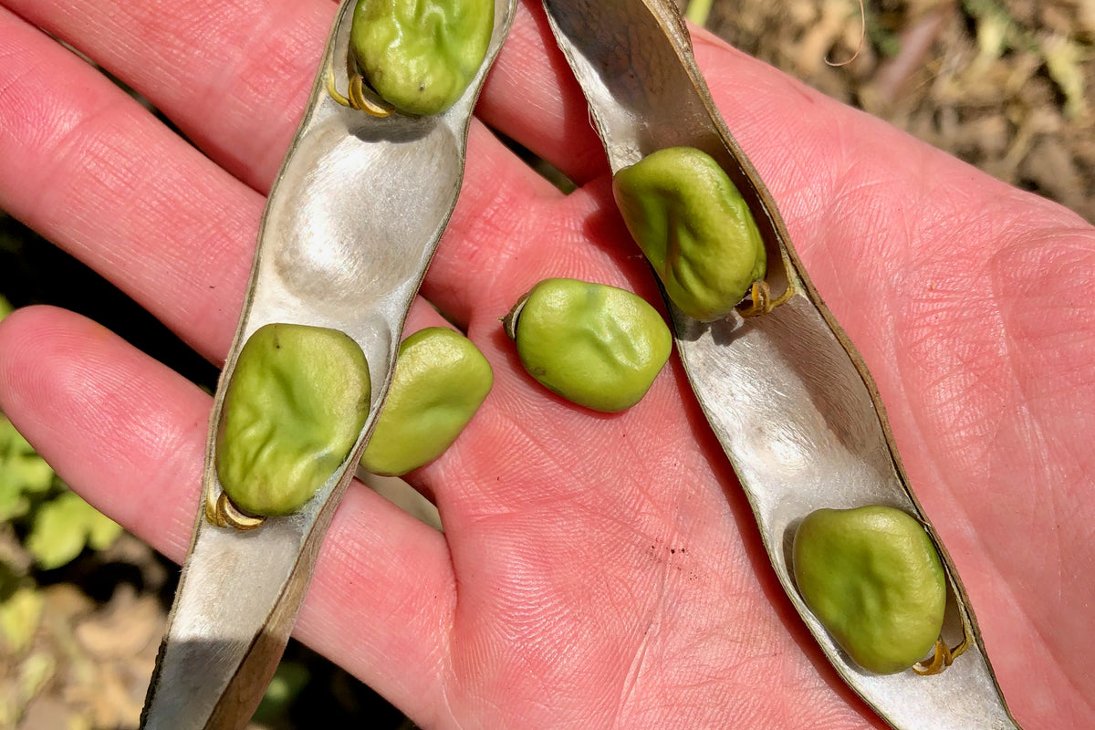 Crimson Flowered Fava