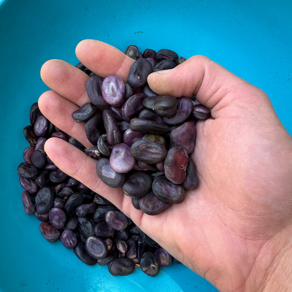 Guatemalan Purple Fava Bean