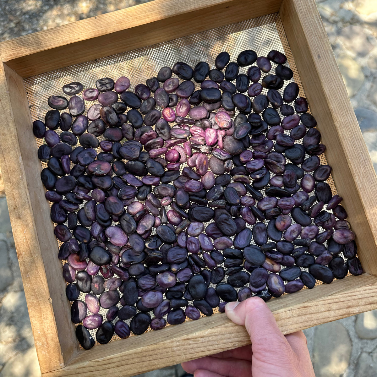 Guatemalan Purple Fava Bean