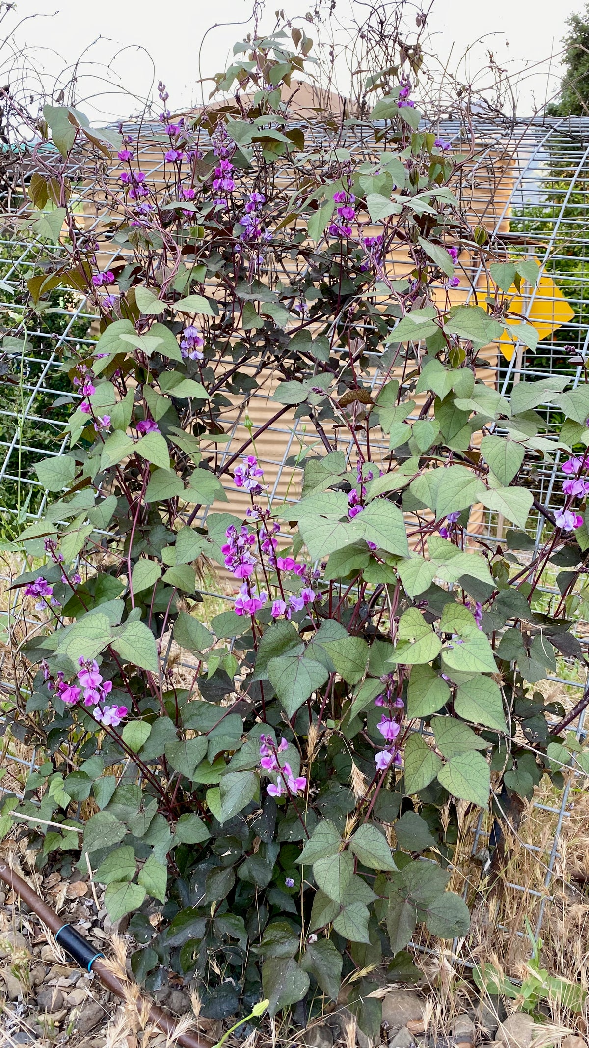 Ruby Moon Hyacinth Bean Pods on a trellis