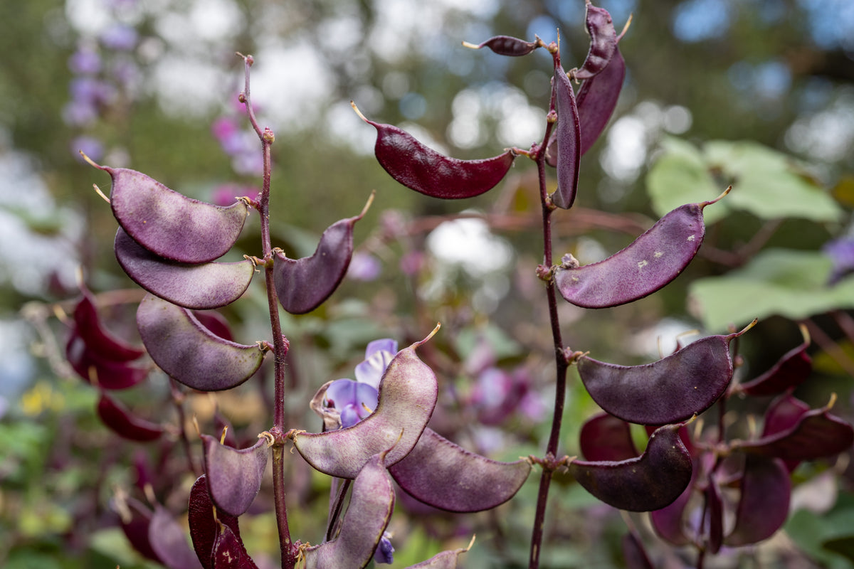 Ruby Moon Hyacinth Bean Pods closeup