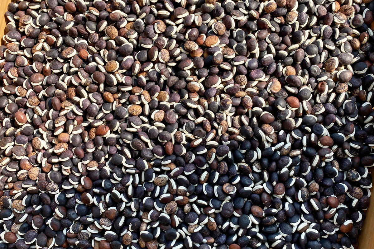 Ruby Moon Hyacinth Beans closeup