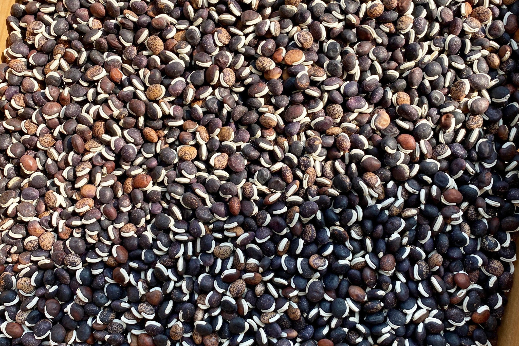 hyacinth bean plant seeds Ruby Moon Hyacinth Bean Seeds