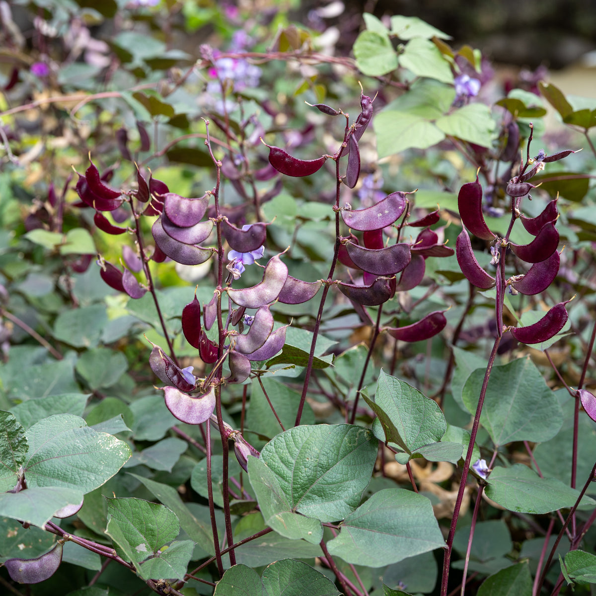 Ruby Moon Hyacinth Bean Pods