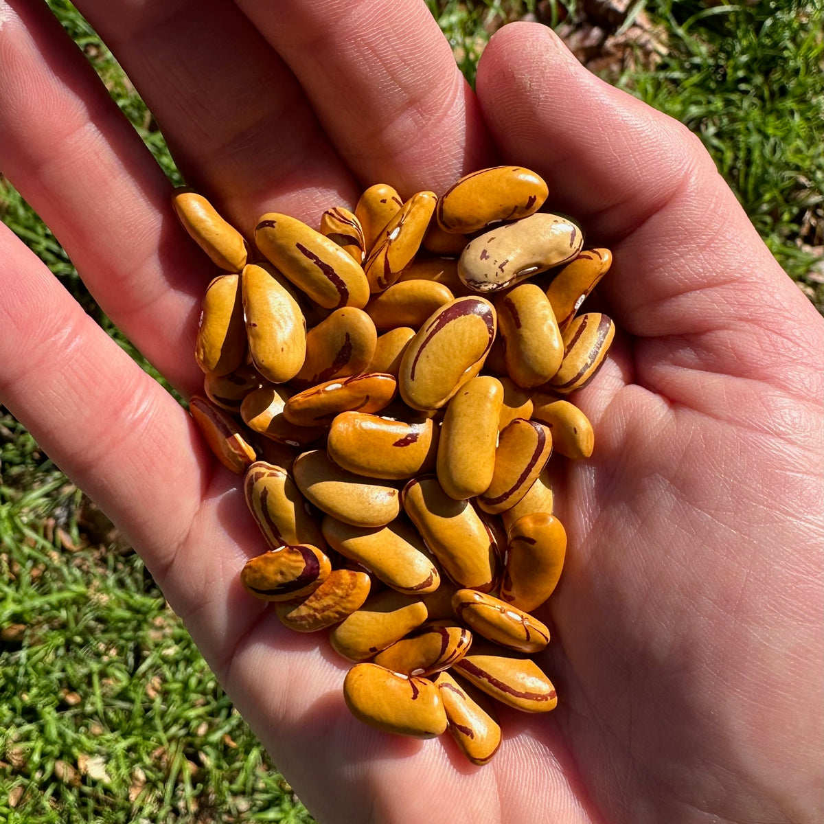 Tiger&#39;s Eye Bean