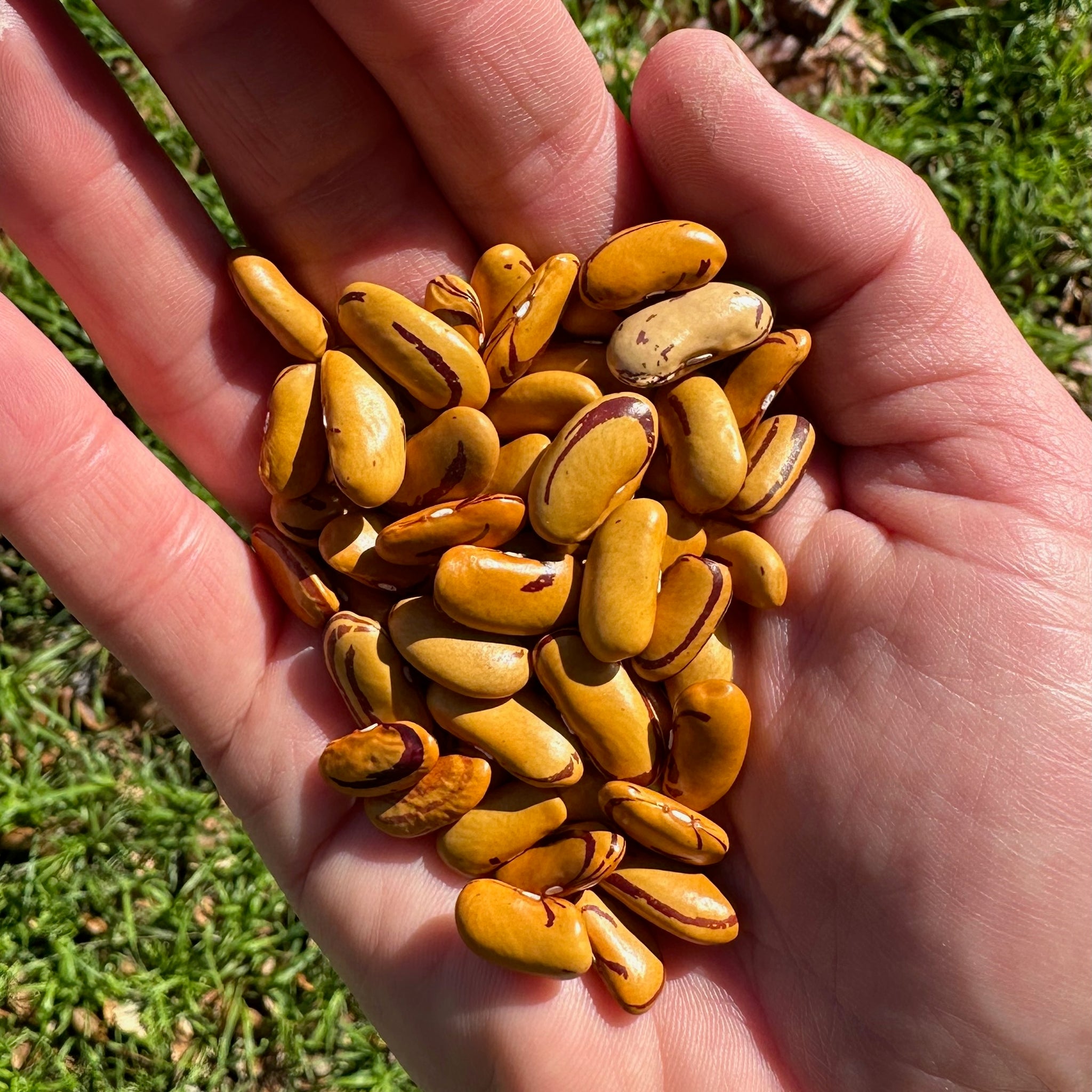 eyeball plant seeds Tiger's Eye Bean Seeds