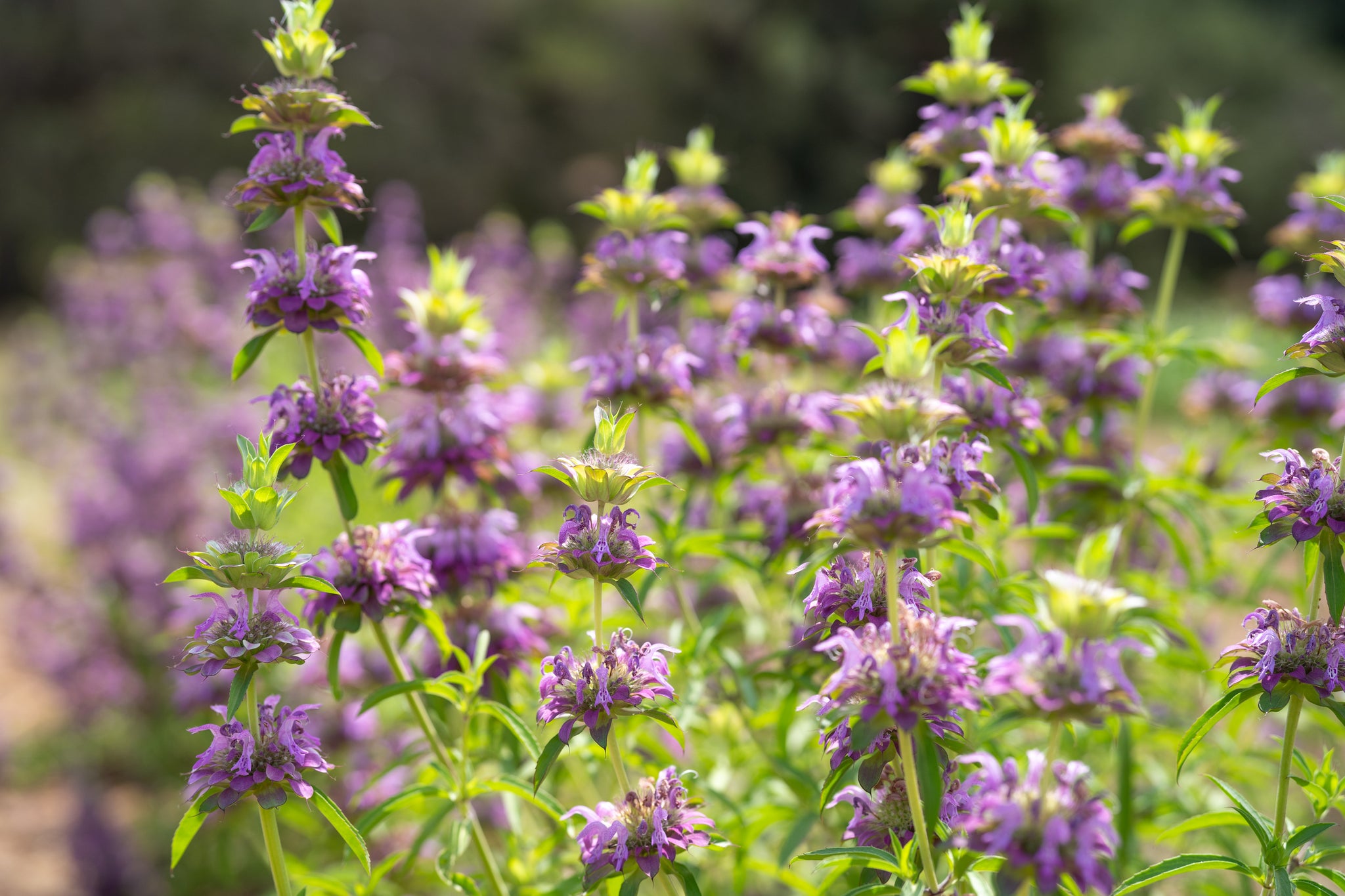 Spectacular Lemon Bee Balm View Collection Spectacular Lemon Bee Balm View Collection