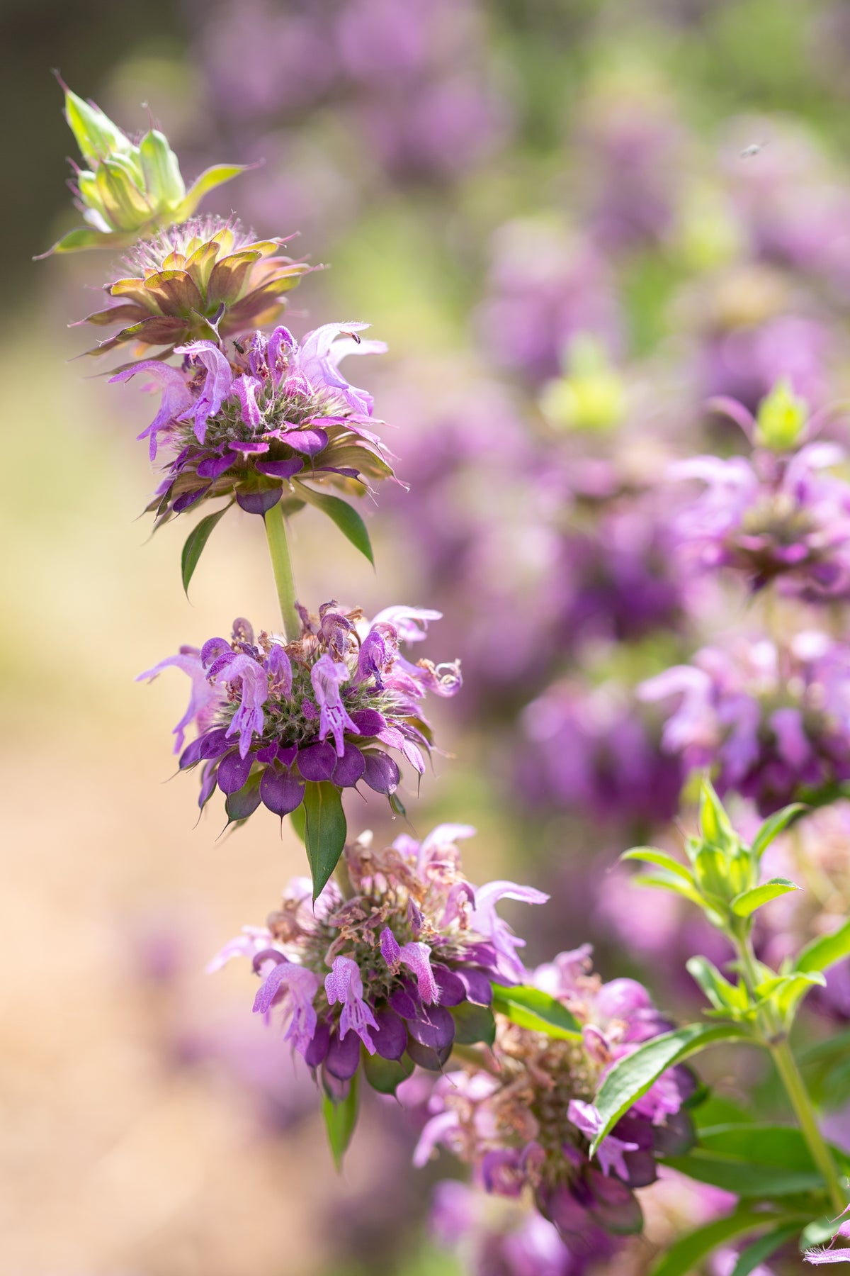 Lemon Bee Balm Flower