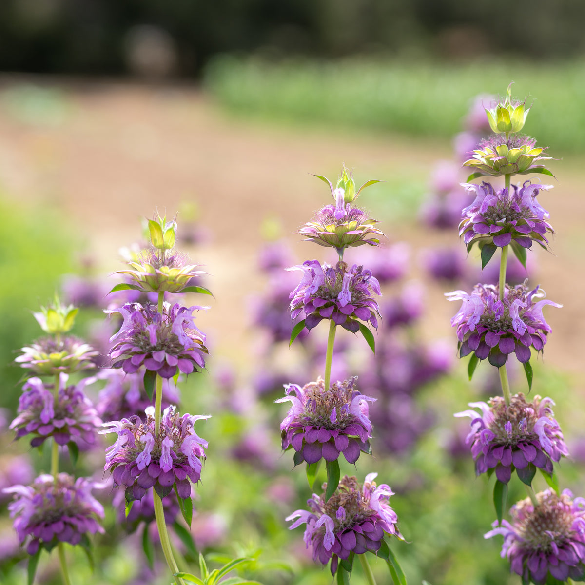 Lemon Bee Balm Flower