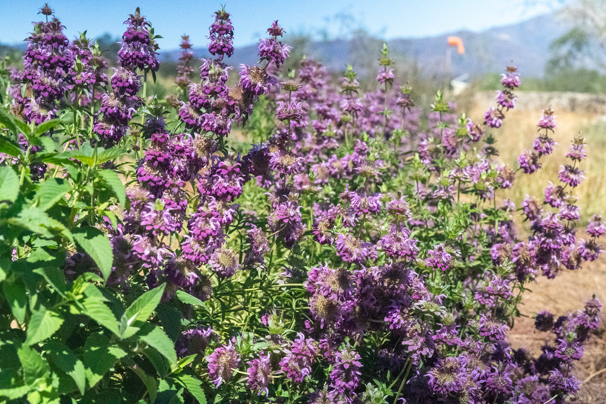 Lemon Bee Balm Flower