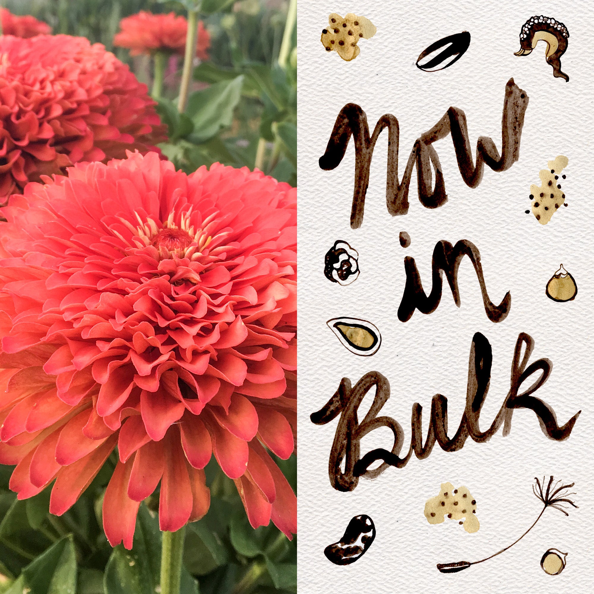 zinnia flower seeds bulk Benary's Giant Coral Zinnia Flower Seeds Packet: 100 Seeds (0.75 gram), OG