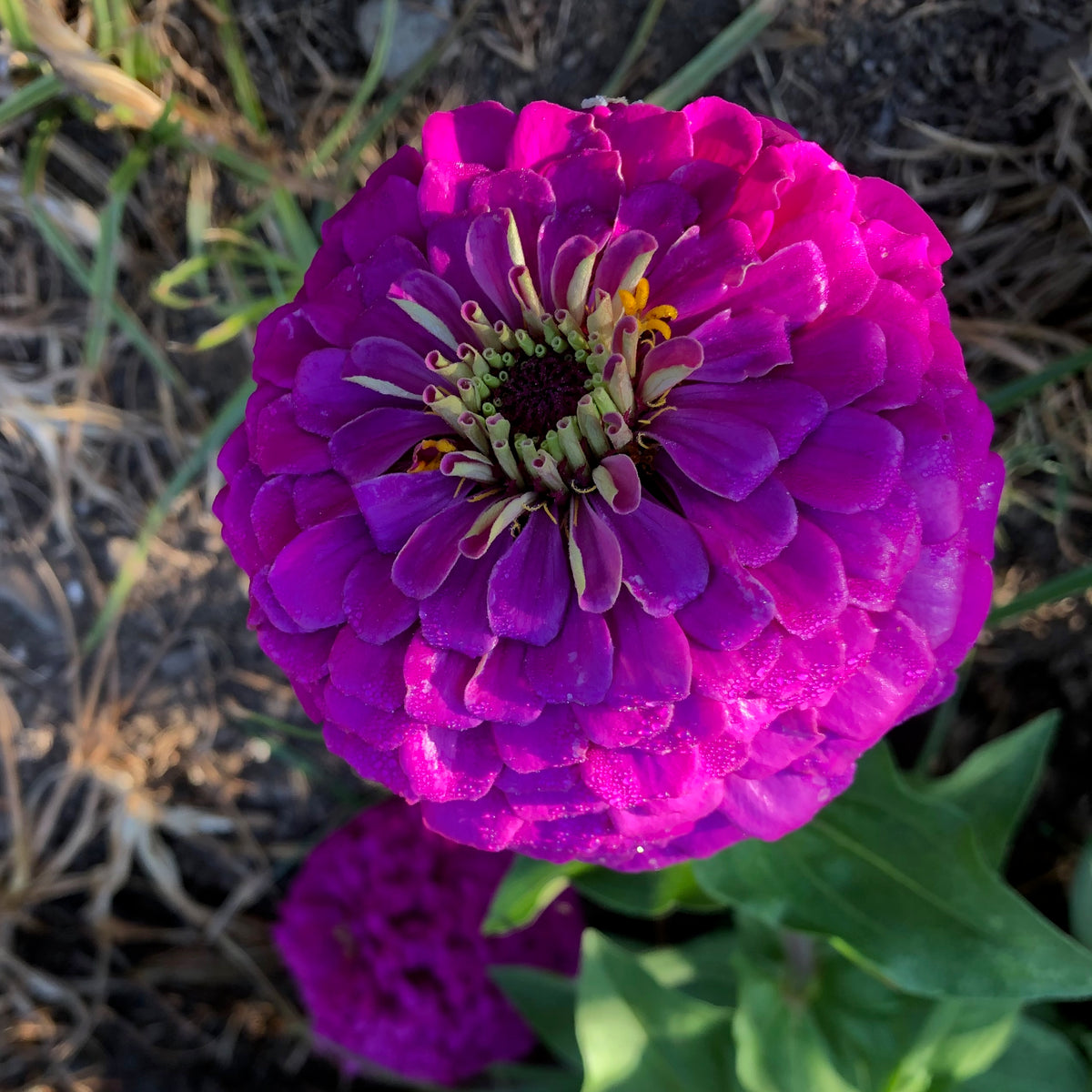 Giant Violet Zinnia Flower