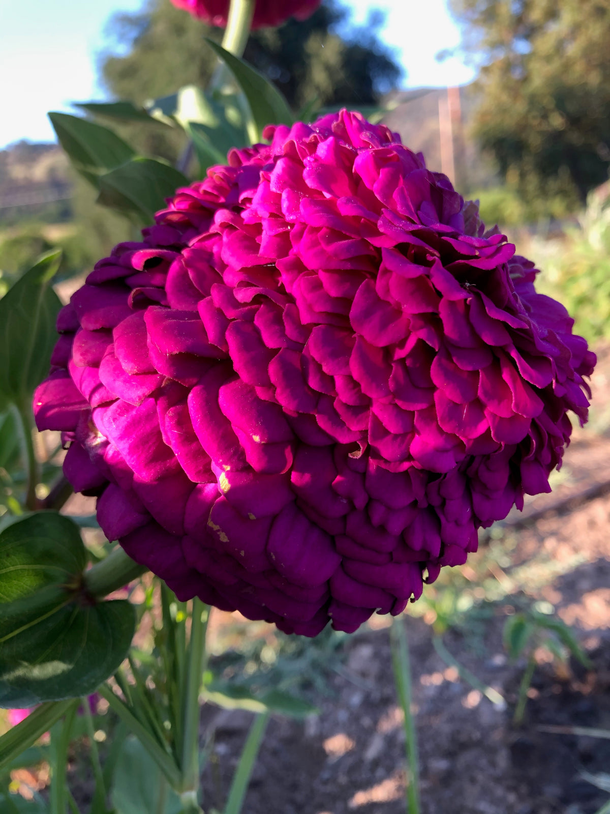 Giant Violet Zinnia Flower