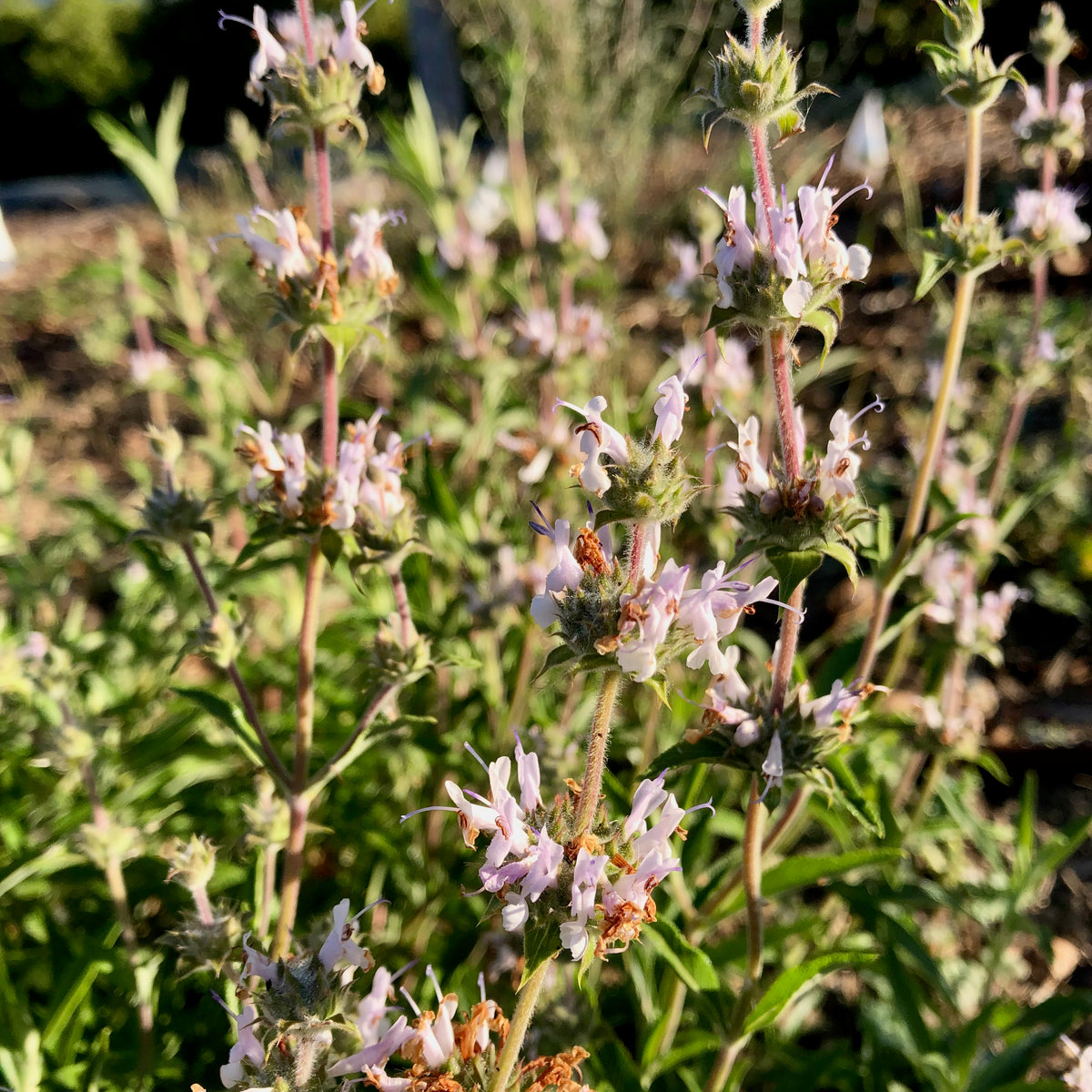 California Natives Seed Collection - Eight Packets