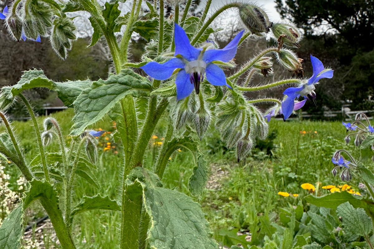 Borage in flower full blue flower!