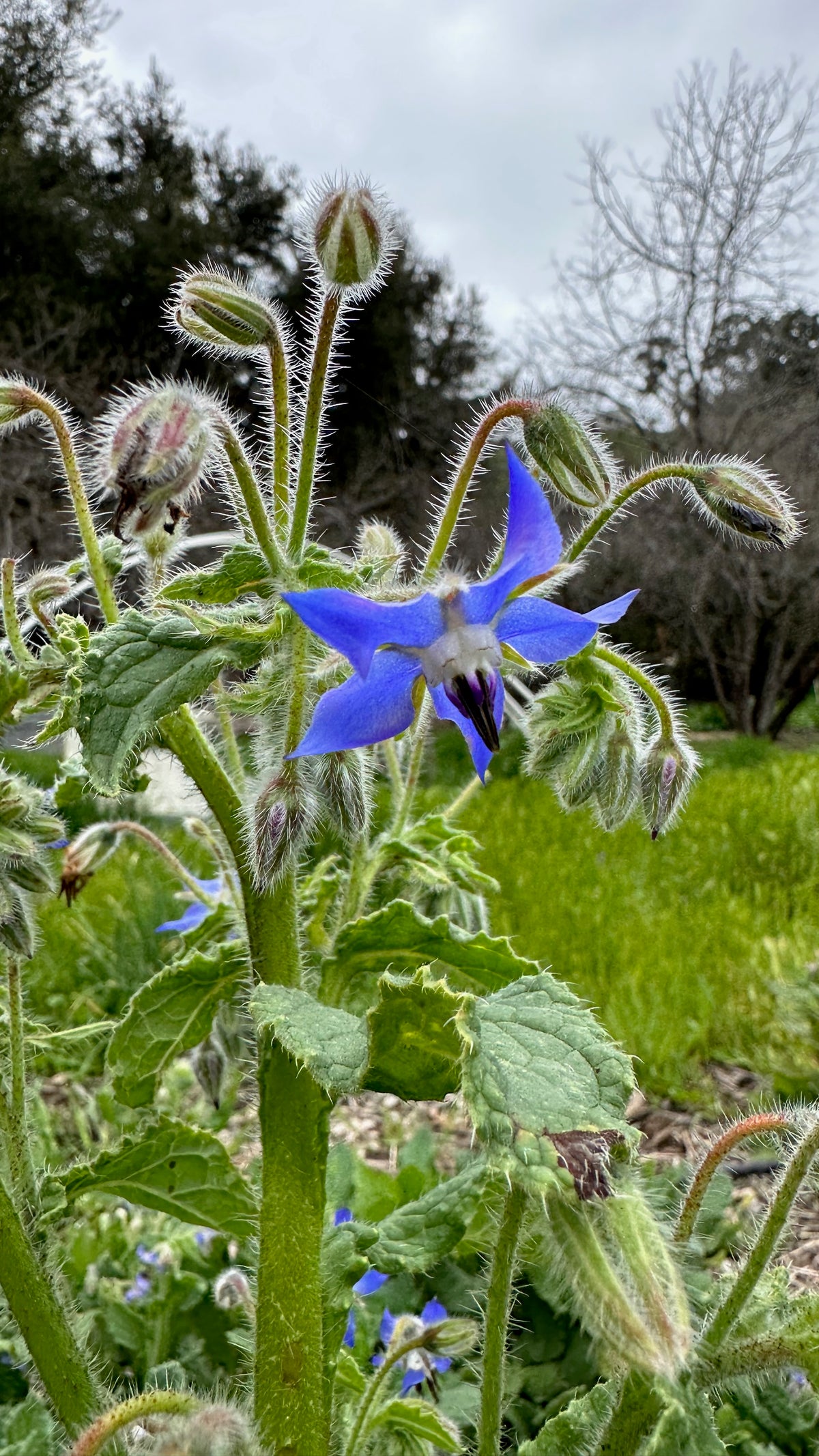 Big Borage Flower!