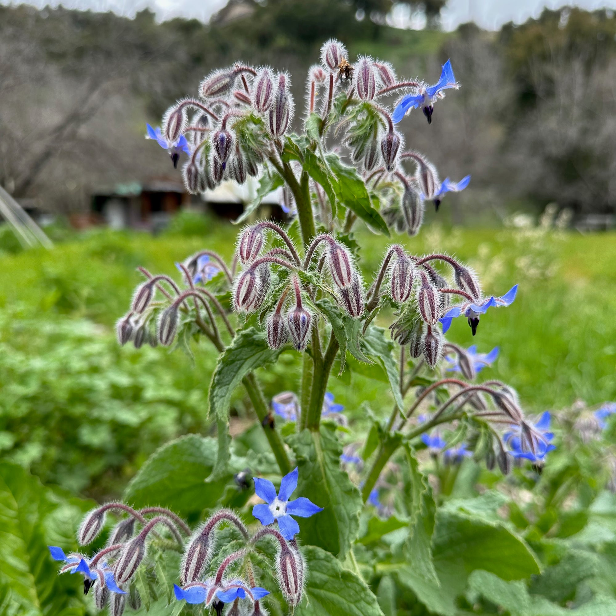 Borage / Starflower Blue Flowers about to bloom