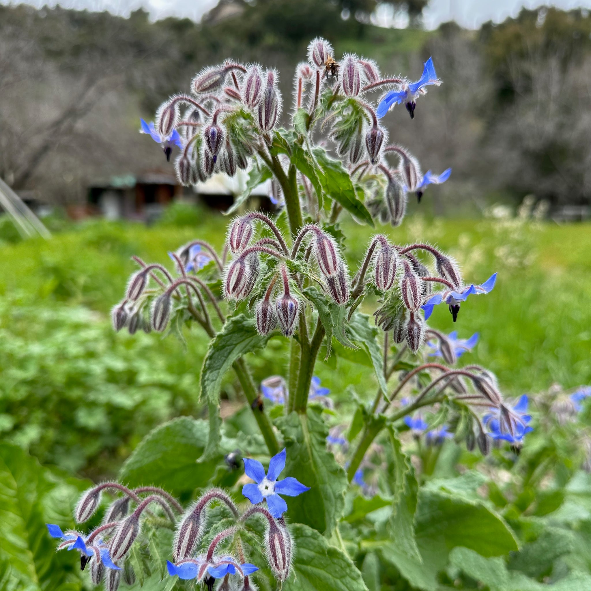 borage plant seeds Plant Good Seed - Borage Herb Seeds