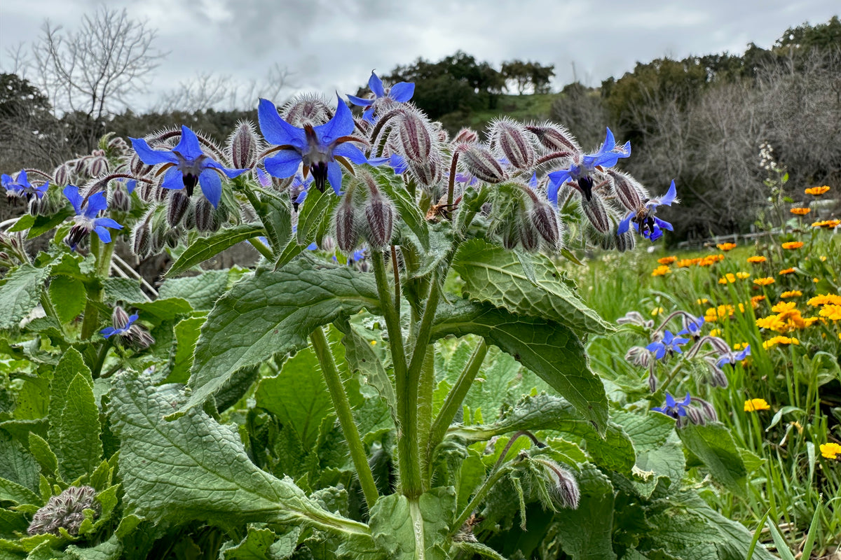 Widescreen Borage! Cinematic borage Borago officinalis