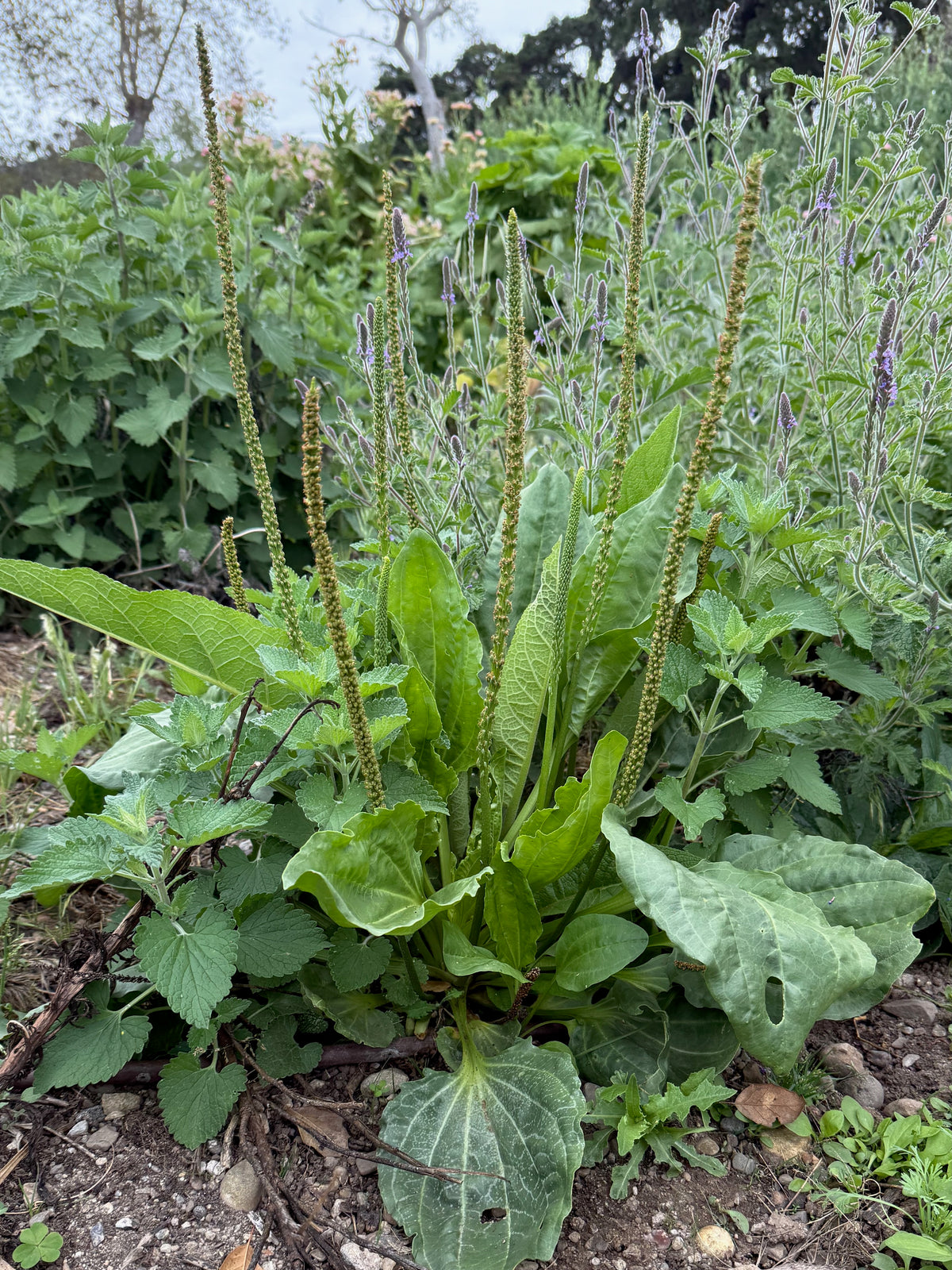 Broadleaf / Greater Plantain