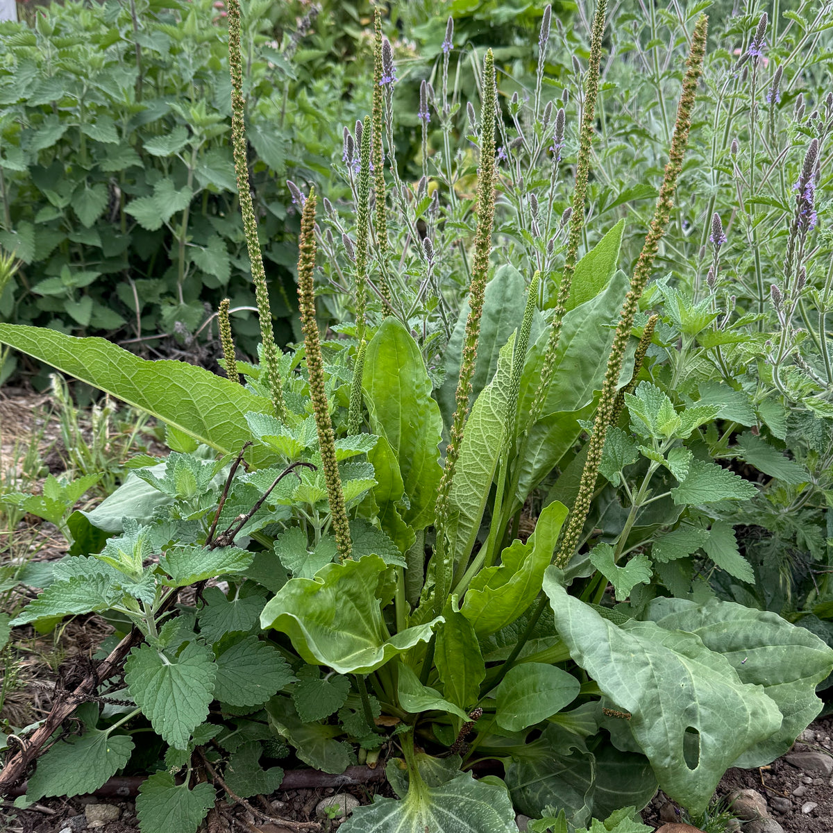 Broadleaf / Greater Plantain