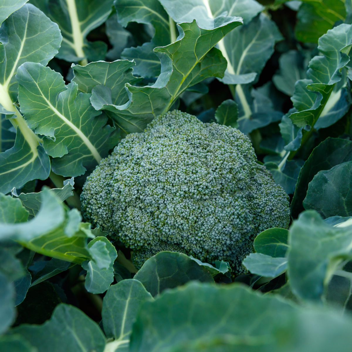 Marathon Elite Broccoli F1