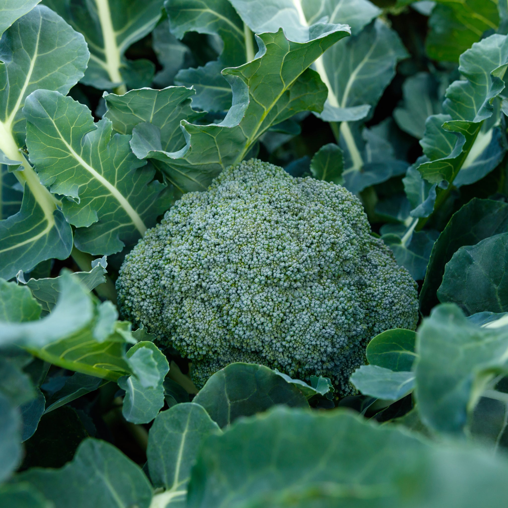 broccoli succulent Marathon Elite Broccoli F1