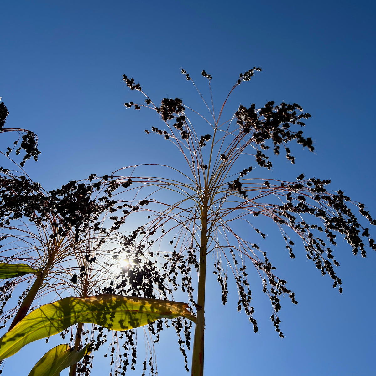 Sorghum Mixed Broom Corn Tall in the Sky