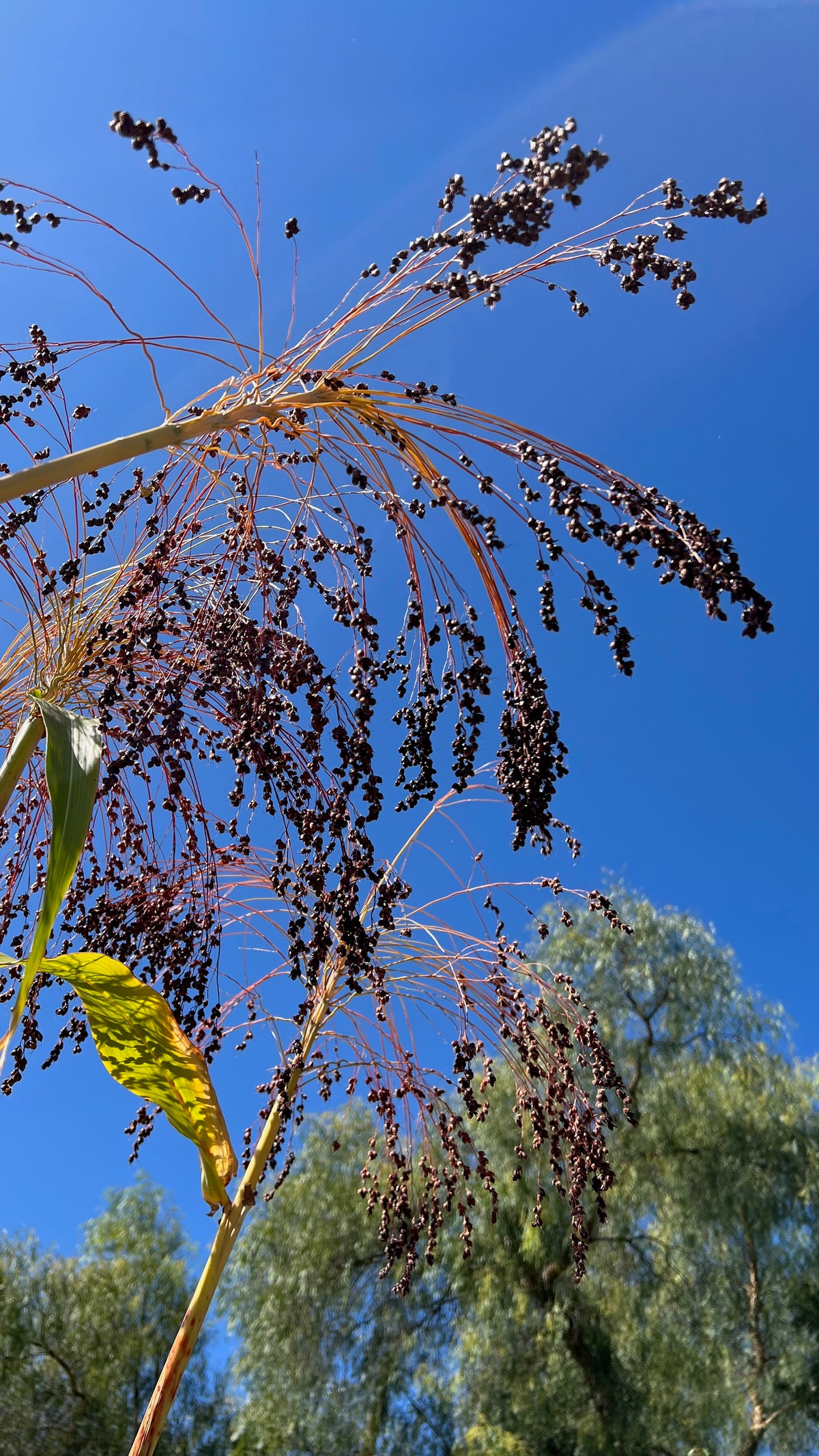 Broom Corn Kernels in the Sky Tall