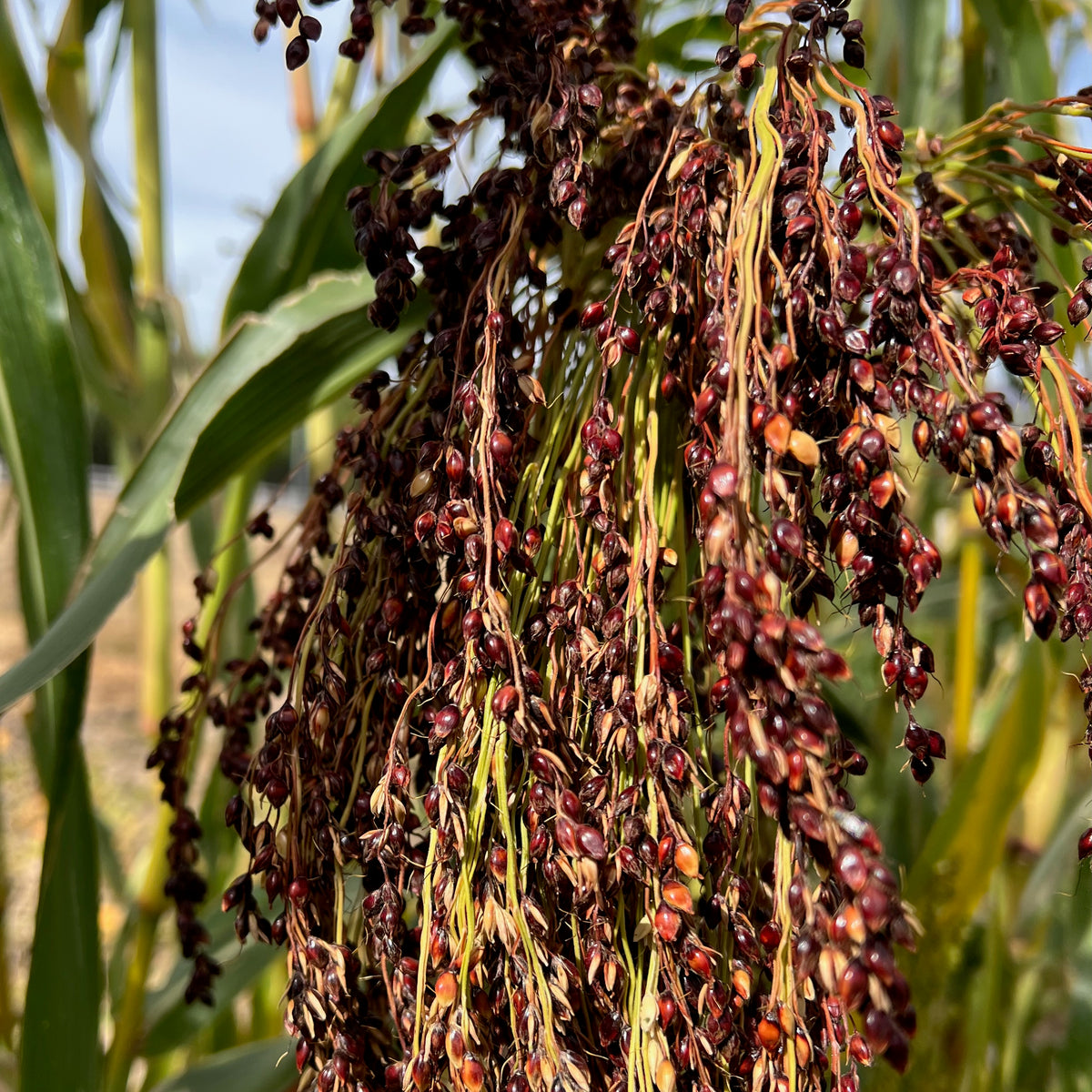 Mixed Broom Corn Sorghum Ornamental Kernels Up Close