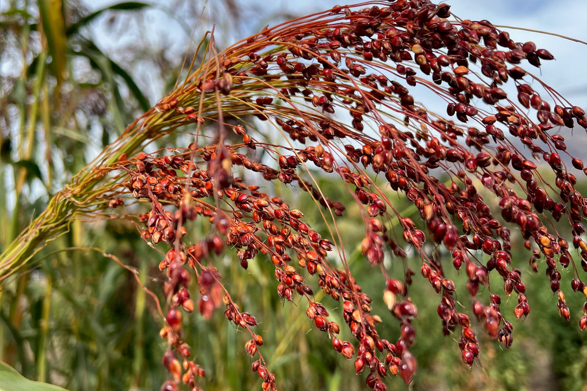 Broom Corn Kernels Red Sorghum