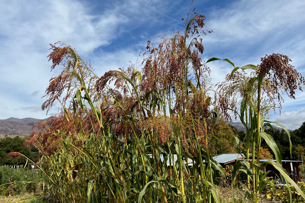 Super Tall Broom Corn in the Ground