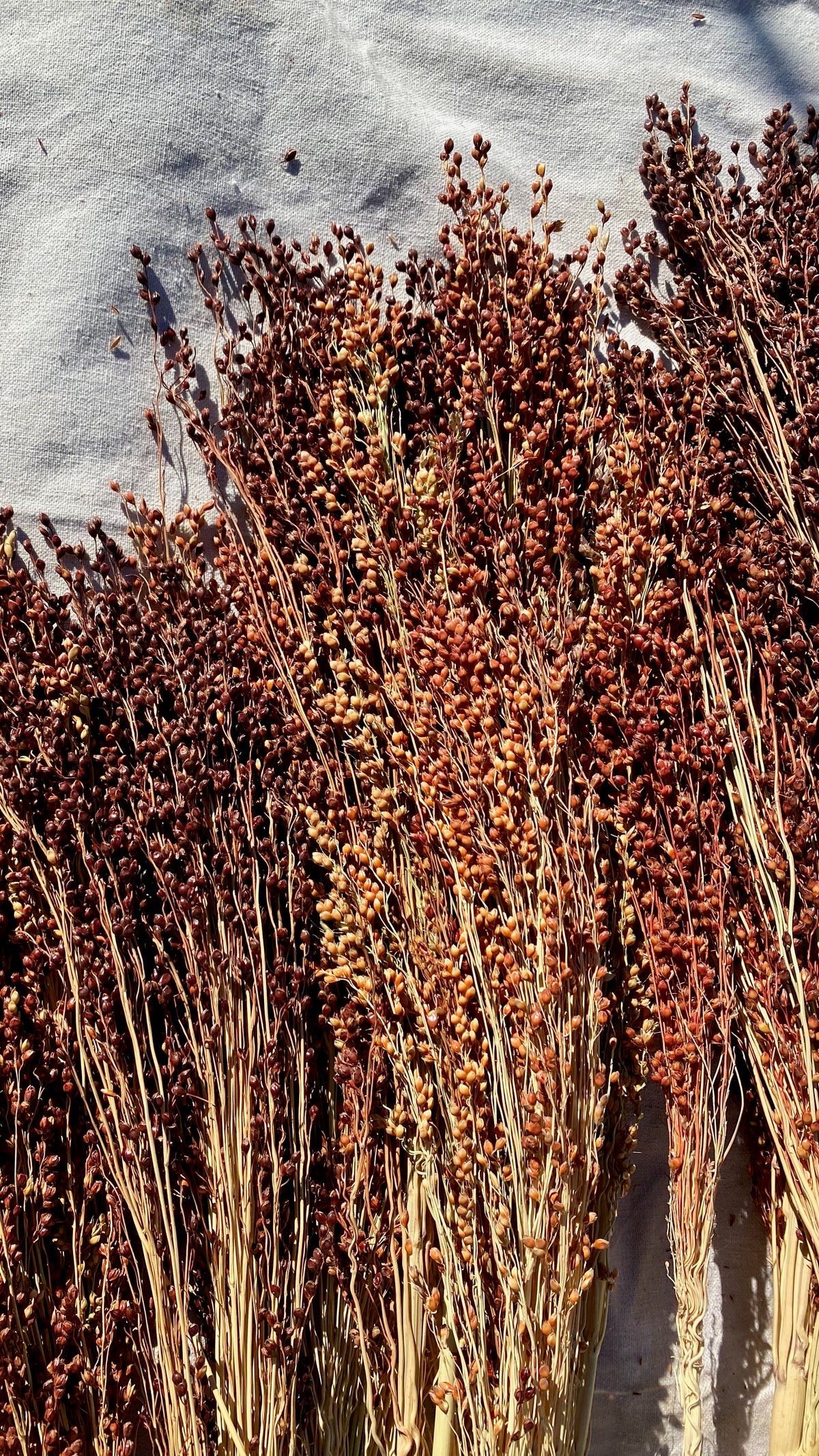 Sorghum bicolor Broom Corn on the Ground