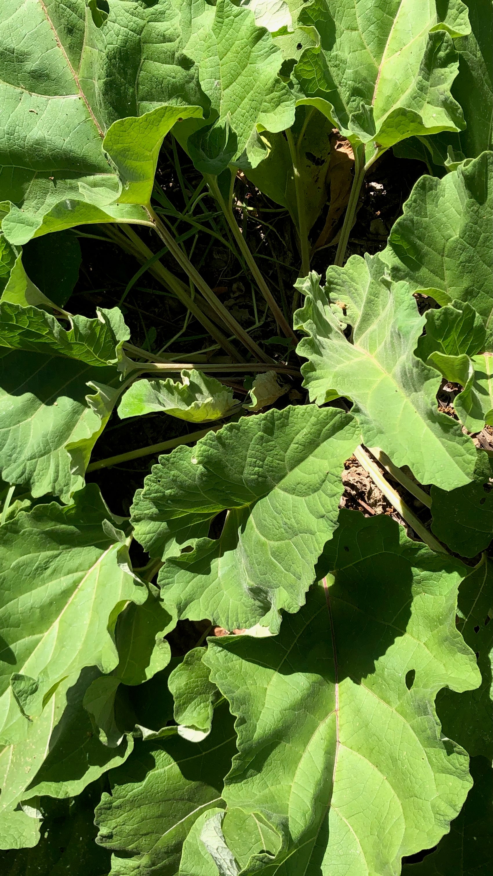 planting burdock seeds Plant Good Seed Company Burdock Root Seeds, Certified Organic Arctium Lappa Seeds, Non-GMO, 50 Seeds