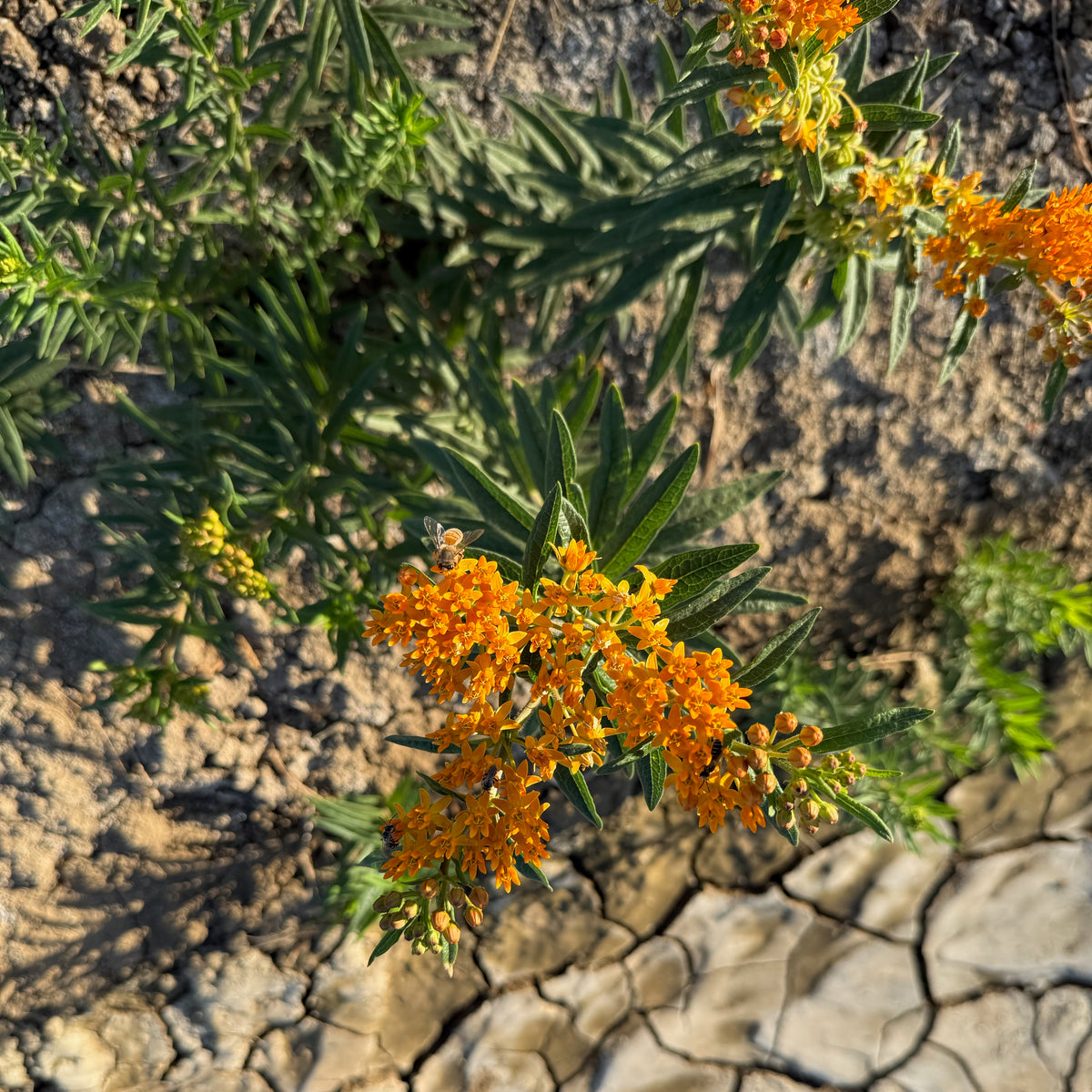 Butterfly Milkweed