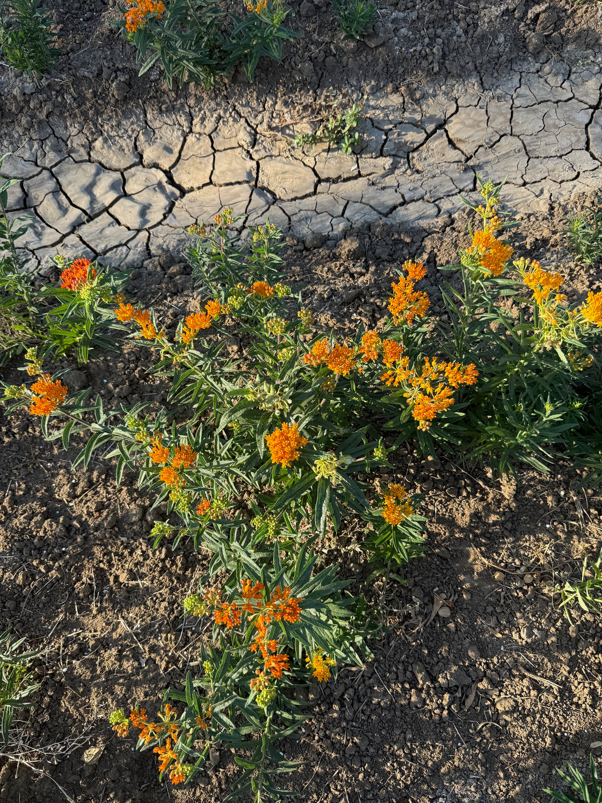 Butterfly Milkweed